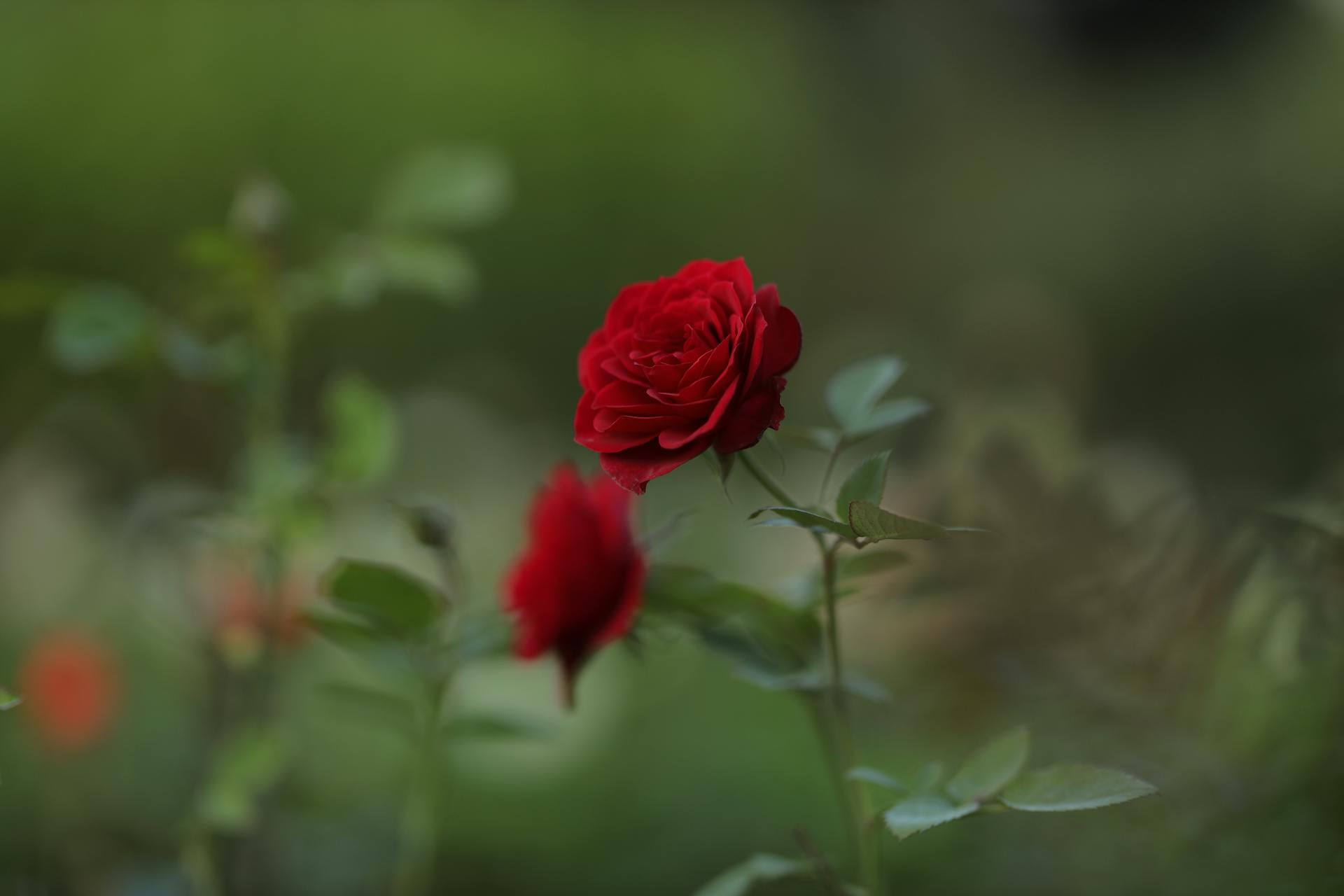 Gladys' Cantata, Immediate Publication 1927 ◯ SCENE 02: THE UNIVERSAL PROOF